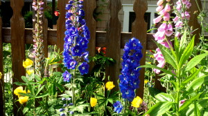 Delphiniums, foxgloves, poppies etc
