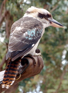 Kookaburra