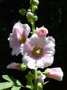 P1010228