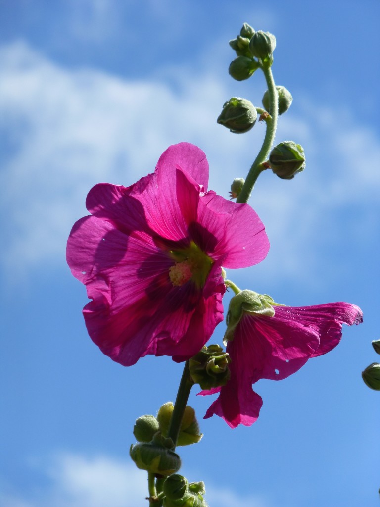 Hollyhock