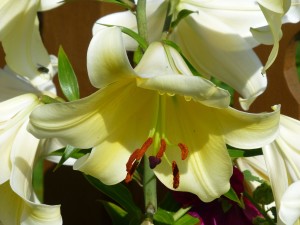 Luscious Lily