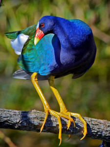 A real Purple Gallinule