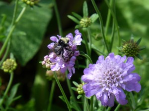 Scabious & bee