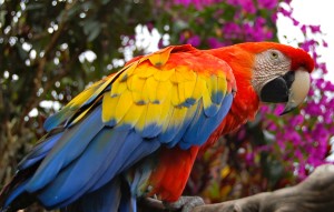 Guatemalan Scarlet Macaw