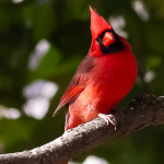 Cardinal