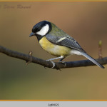 Great Tit