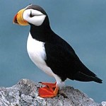 puffin6