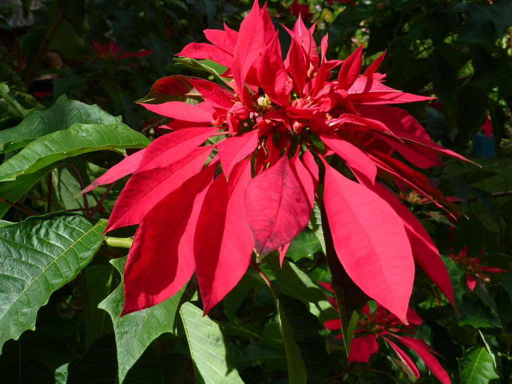 Cuban Poinsettia plant