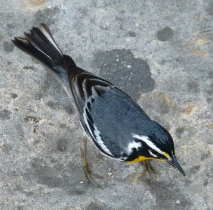 Magnolia Warbler