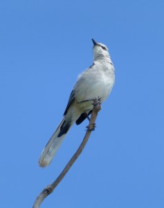 Tropical Mockingbird