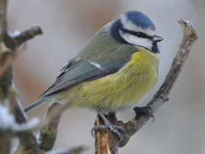 Another Blue Tit