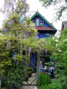 Wisteria growing on the south end of the garden.