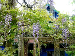 Wisteria blossoms