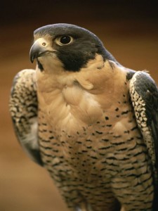 peregrine-falcon_659_600x450