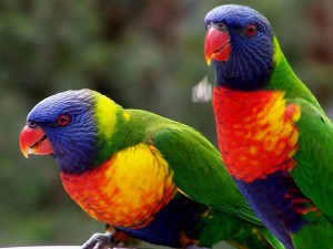 Rainbow Lorikeets from Google