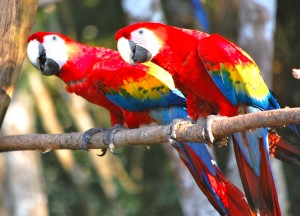 2 more scarlet macaws red.