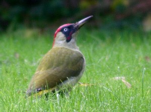 green-woodpecker-9