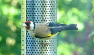 English Goldfinch in Mary's garden.