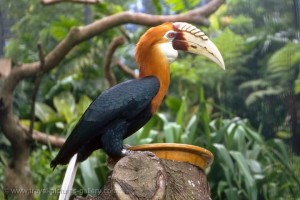Papuan Hornbill