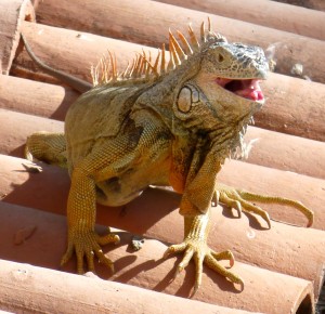 our hotel's resident iguana