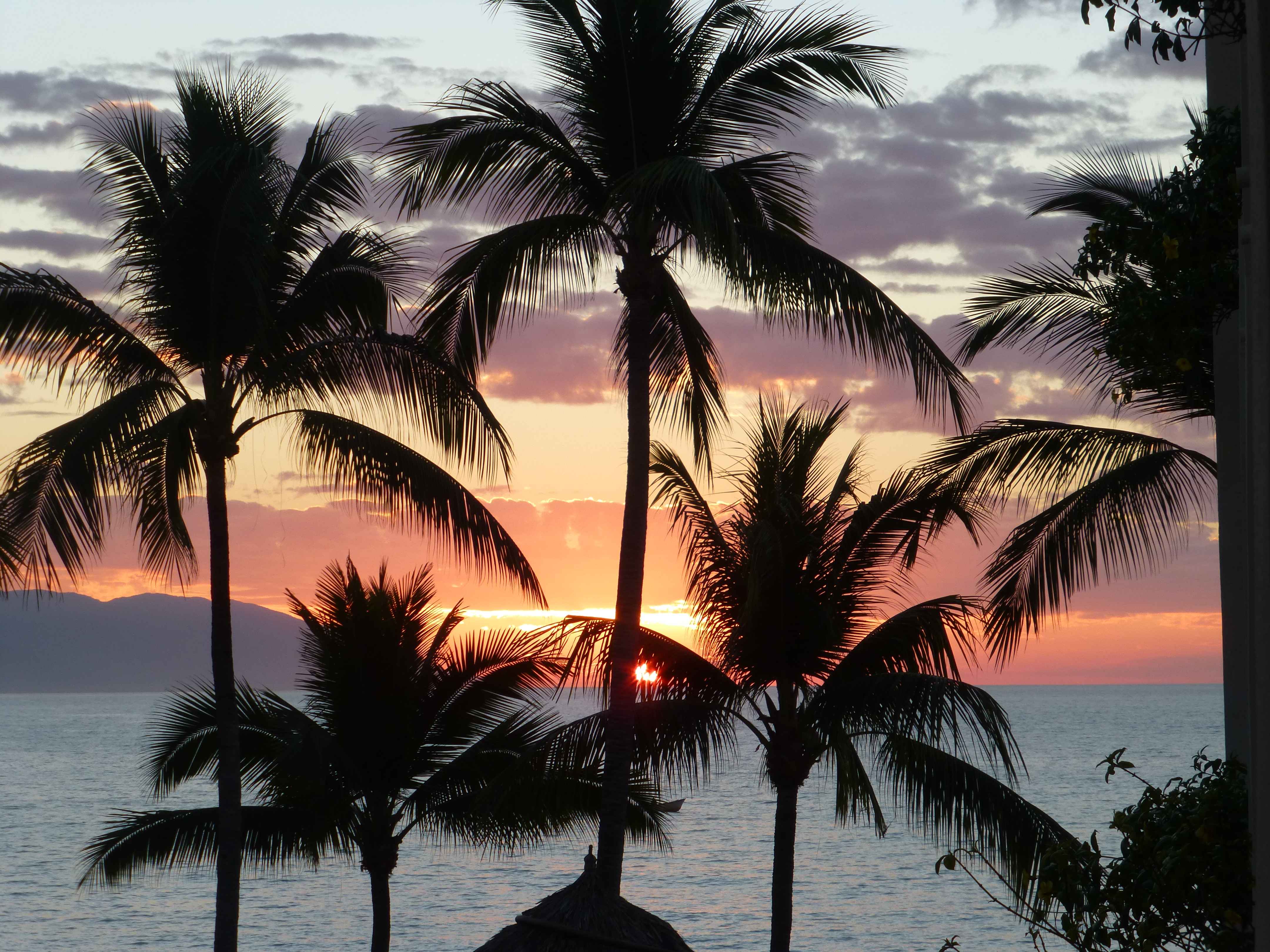 Read more about the article Tropical Bliss!