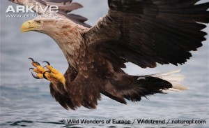 White-tailed-eagle-about-to-take-fish-from-water