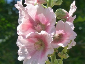 pinkhhck