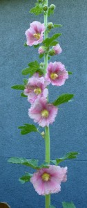 Pink Hollyhock