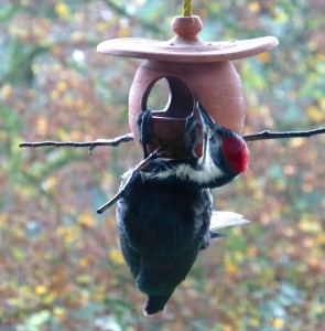 a real woodpecker on my bird feeder last Fall