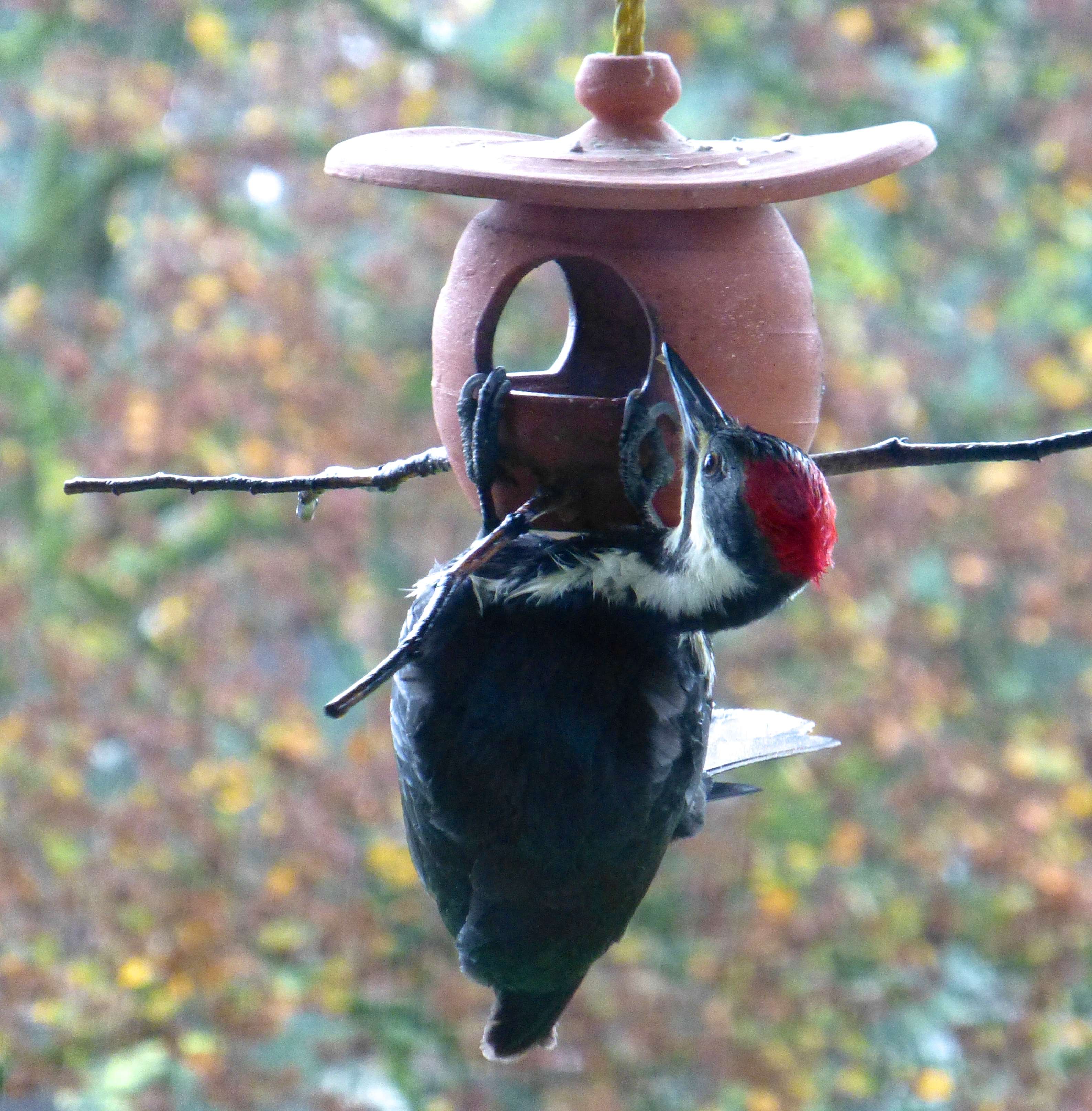Read more about the article Bird feeder video