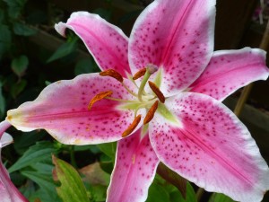 Stargazer Lily